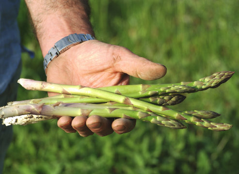 Muvobit prodotti asparagi Zerbo