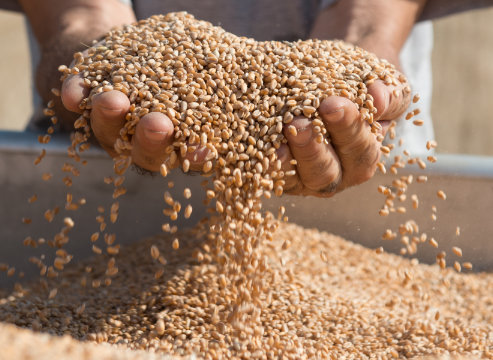 Muvobit grano muvobit-grano-zerbo